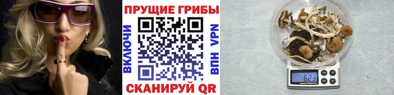 Псилоцибиновые грибы Cubensis  Купить закладки  Балей 
